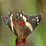 image of banded_butterfly #86