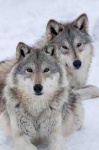 image of wolf #26
