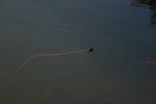 image of water_snake