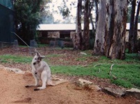 image of wallaby