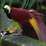 image of bird