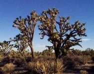 image of joshua_tree