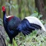 image of bird