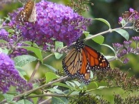 image of monarch #7