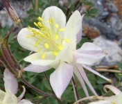 image of flower