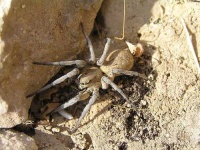 image of wolf_spider