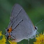 image of animal
