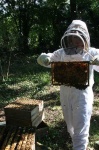 image of apiary