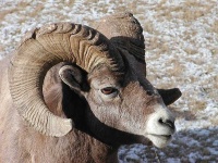 image of bighorn