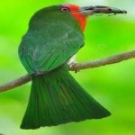 image of bird