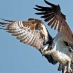 image of bird