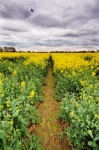 image of rapeseed