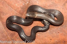 image of ringneck_snake #18