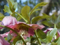 image of flower