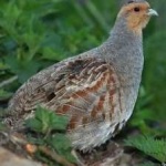 image of bird