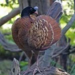 image of bird