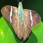 image of animal
