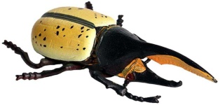 image of beetle #15