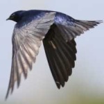 image of bird