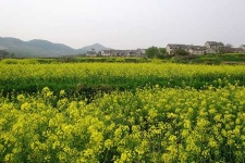 image of rapeseed