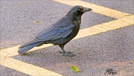 image of animal
