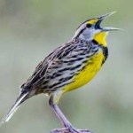 image of bird