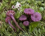 image of mushrooms