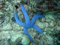 image of starfish