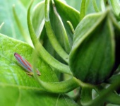 image of leafhopper #6