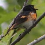 image of bird