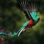 image of bird
