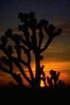 image of joshua_tree