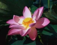 image of lotus