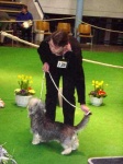 image of dandie_dinmont