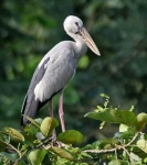 image of stork