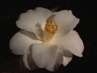 image of flower