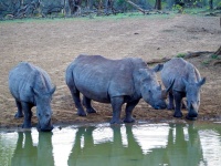 image of animal