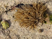 image of sea_anemone