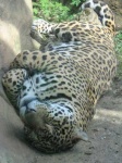 image of jaguar_car