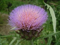 image of artichoke_flower #24