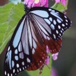 image of animal