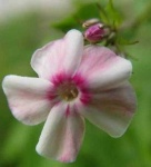 image of flower