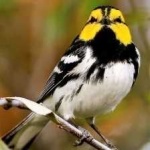 image of bird