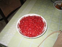 image of pomegranate