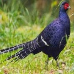 image of bird
