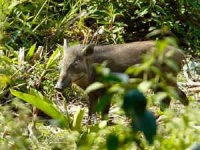 image of hog