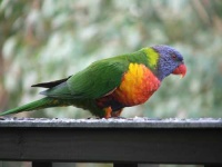 image of lorikeet