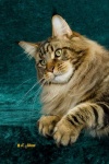 image of maine_coon #14