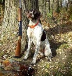 image of german_short_haired_pointer