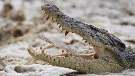 image of crocodile